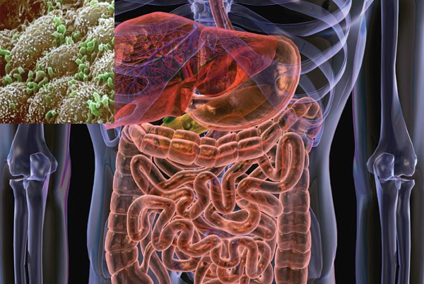 Comment faire pour réinitialiser la Flore Intestinale des Aliments, des Suppléments et des Conseils sur 10 votresante.club votresante.club 2 gut flora e1460642658307