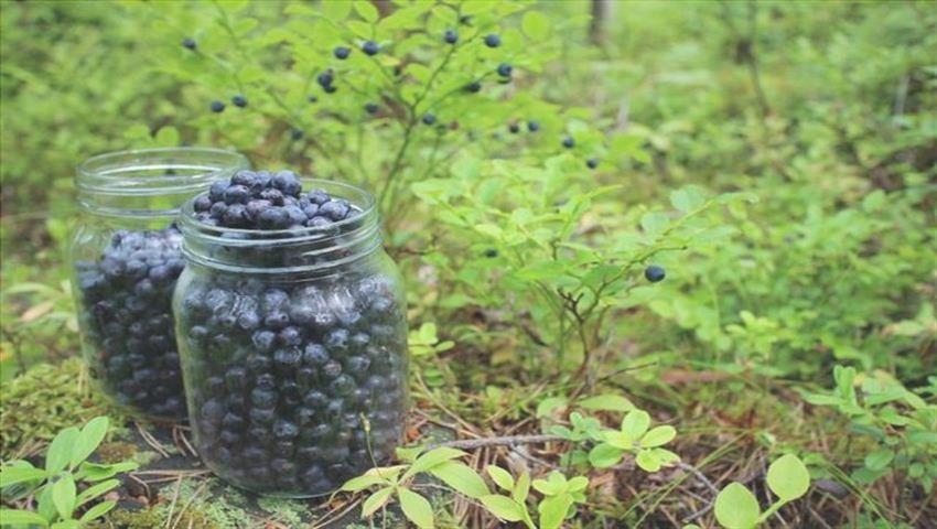 10 Avantages des Anthocyanes et des Aliments Riches en 4 482126992_XS