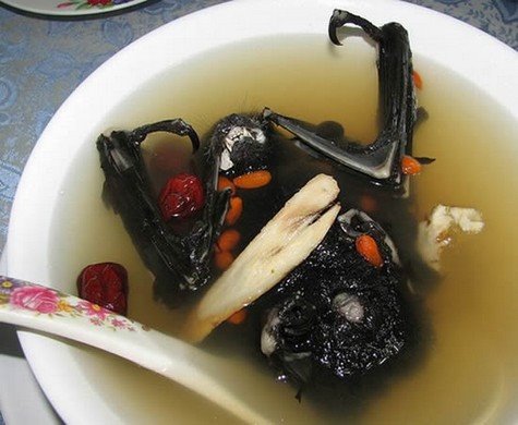 7 Aliments Exotiques Que vous Pouvez Faire pour Votre Santé 7 La chauve-souris