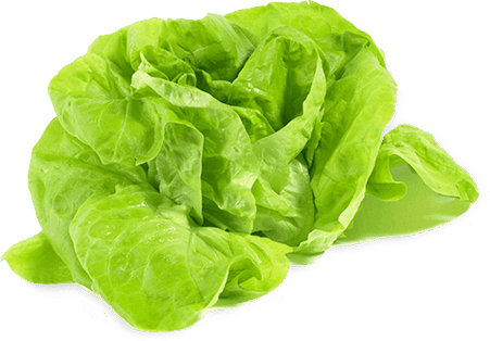 Les Calories de la Laitue - Types, Caractéristiques et des Conseils 2 Lechuga_lisa__03430_zoom