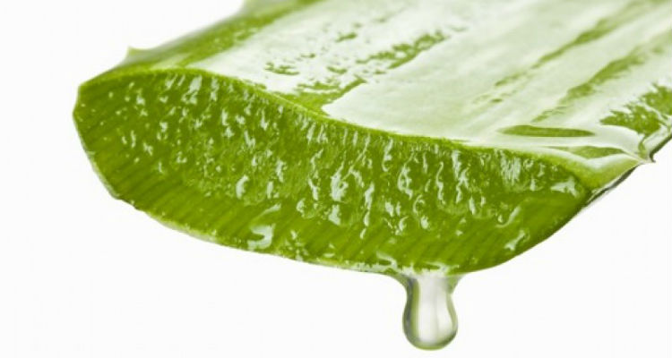 Aloe Perdre Un Peu De Poids? - VotreSante.Club 6 votresante.club votresante.club babosa