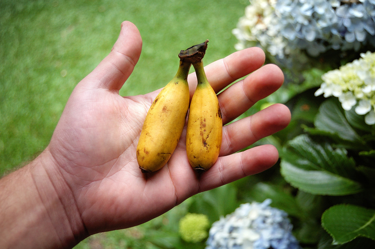Calories dans une Banane, Types, Caractéristiques et des Conseils 5 la banane d'or