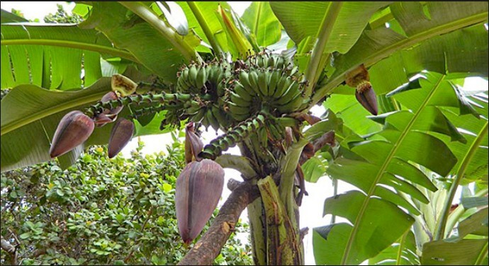 Tout Sur le PANC - Plantes Alimentaires, Non-Conventionnelle 1 banane