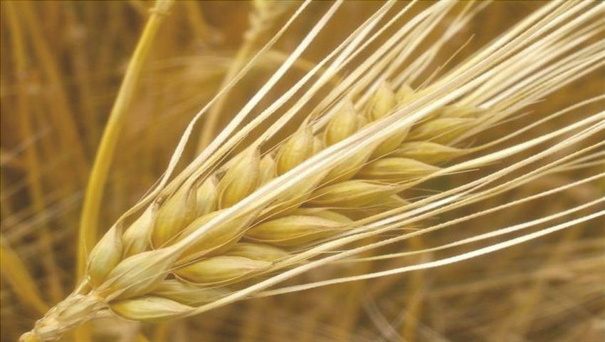 10 Avantages de l'Orge pour la forme et la Santé 2 votresante.club votresante.club barley 2