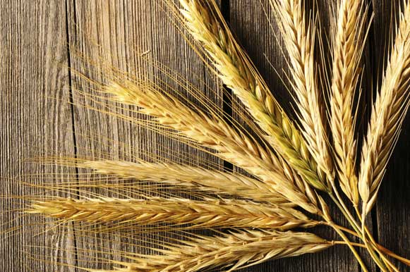 7 Avantages de la Farine de Seigle - Comment Faire, Comment les Utiliser et les Recettes 1 beneficios_centeio