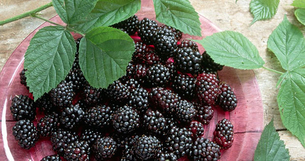 7 les Avantages de Blackberry Pour Ce qu'elle est et les Propriétés 12 votresante.club votresante.club beneficios da amora