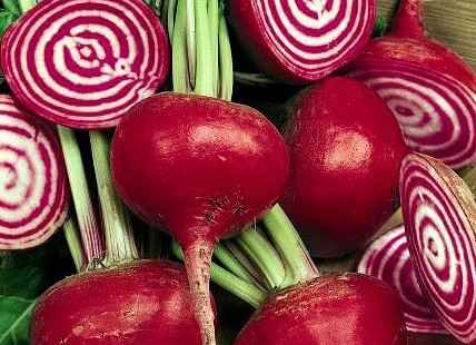 Des Calories à partir de la Betterave à sucre Types, Caractéristiques et des Conseils 5 chioggia_reproducao_condorseedproduction_3