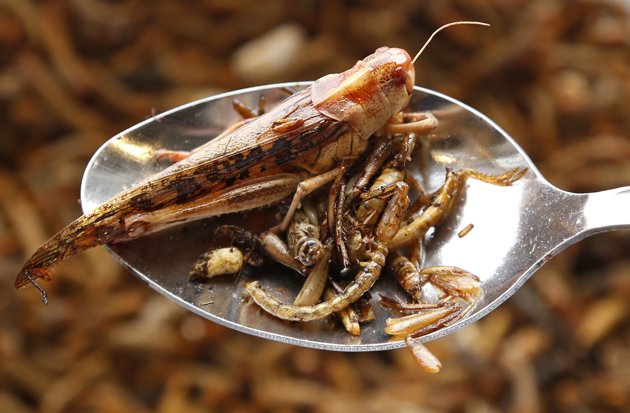 7 Aliments Exotiques Que vous Pouvez Faire pour Votre Santé 13 votresante.club votresante.club comidas bizarras insetos