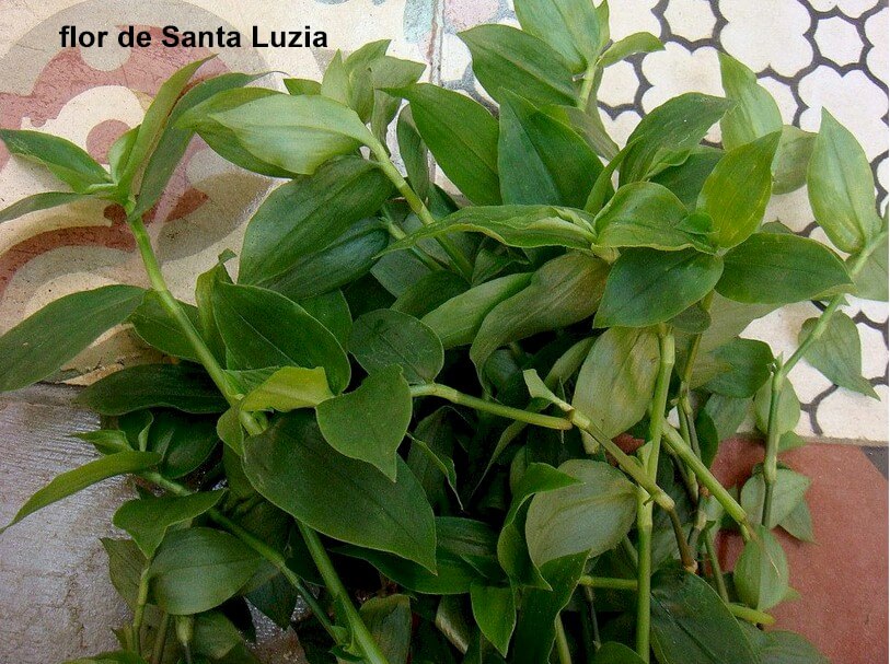Tout Sur le PANC - Plantes Alimentaires, Non-Conventionnelle 5 la fleur de saint. lucie