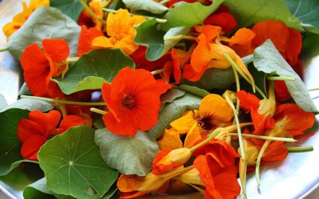 Tout Sur le PANC - Plantes Alimentaires, Non-Conventionnelle 4 votresante.club votresante.club flores prato