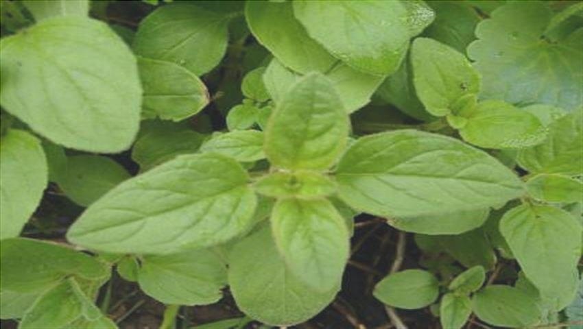10 Avantages de l'Origan - Ce que c'est et les Propriétés de 2 les feuilles de la orÇgano