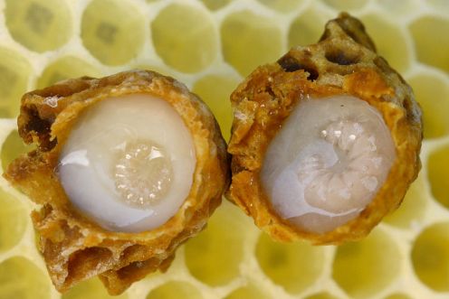 Régime alimentaire pour la Gastrite - la Nourriture, le Menu et les Conseils 5 la gelée réel des prestations de soins de santé