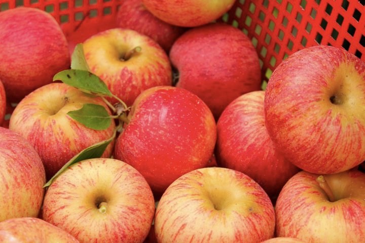Calories dans Pommes - Types, les Pièces et les Conseils et les Recettes de 3 et mahah, δ gala