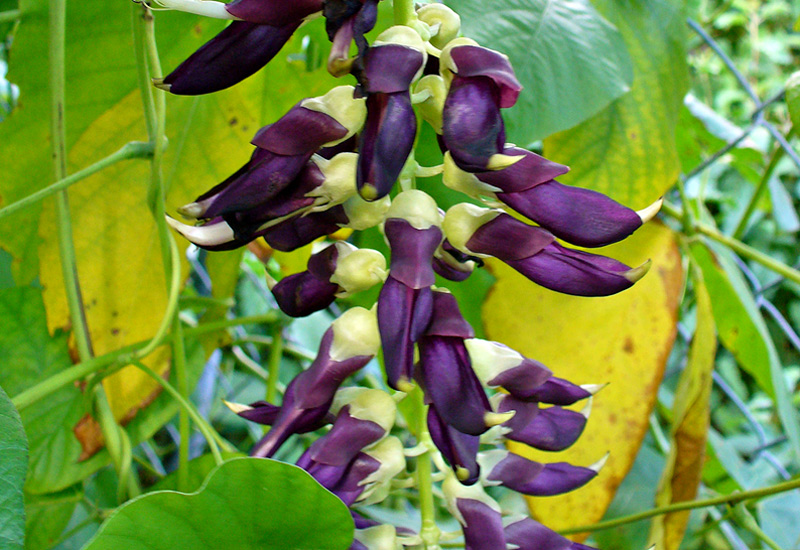Qu'est-ce que dans un Add-on à la GH? 2 Mucuna