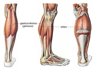 Comme vous Développer vos Muscles du Mollet 1 muscles du mollet