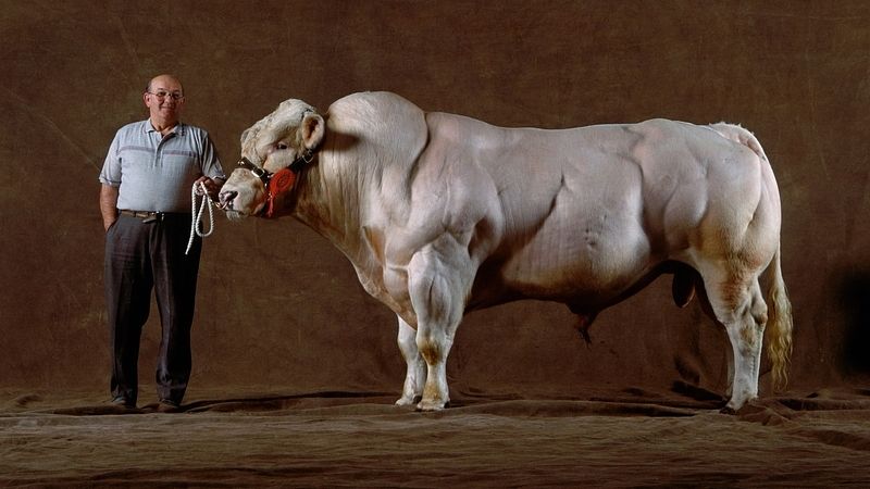 Inhibiteur de la Myostatine - ce que c'est, Comment il Fonctionne et Effets Secondaires 1 myo-ox