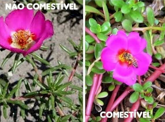 Tout Sur le PANC - Plantes Alimentaires, Non-Conventionnelle 2 onze heures