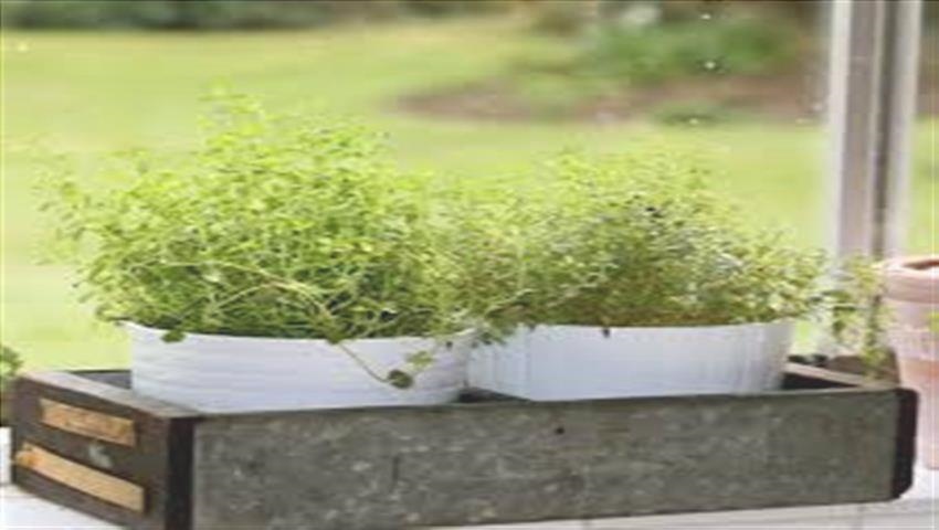 10 Avantages de l'Origan - Ce que c'est et les Propriétés de 3 orÇgano dans le pot