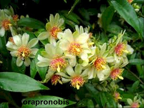 Tout Sur le PANC - Plantes Alimentaires, Non-Conventionnelle 6 orapronobis