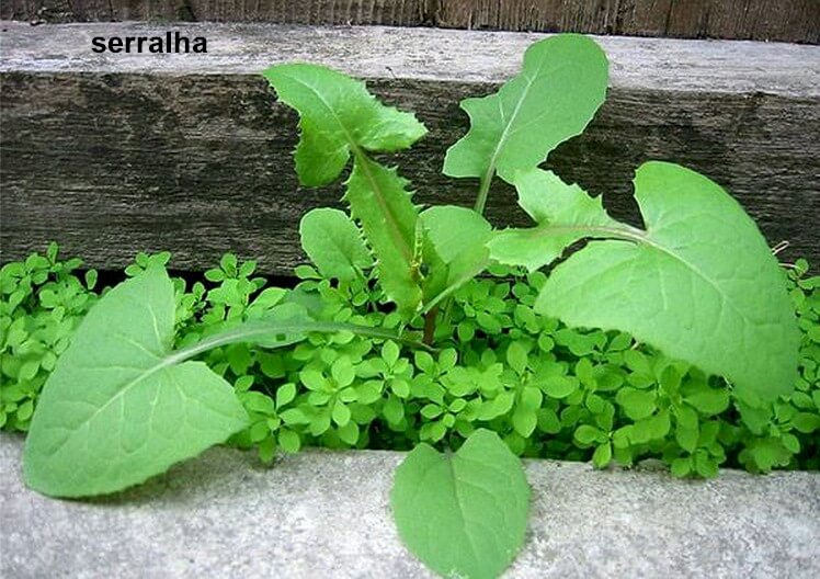 Tout Sur le PANC - Plantes Alimentaires, Non-Conventionnelle 3 l'asclépiade ou silkweed