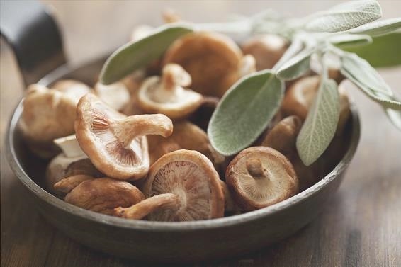 8 les Avantages de Champignons, Shiitake - Ce que c'est et les Propriétés de 6 votresante.club votresante.club shitake 2