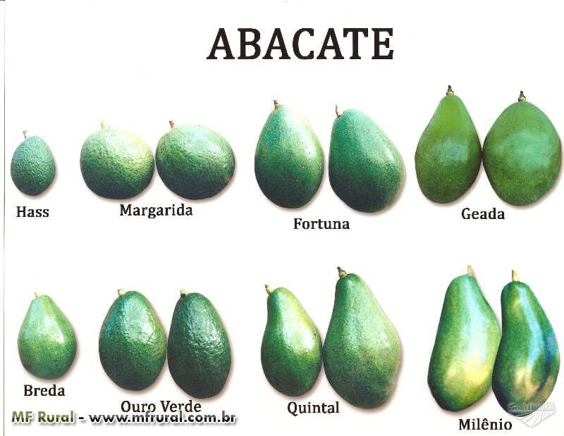 Les Calories dans l'Avocat - Types, Caractéristiques et des Conseils 1 types d'avocats
