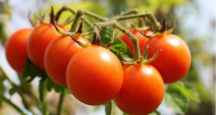 Calories dans Tomates - une Analyse des Types, Caractéristiques et des Conseils 4 tomates cerises