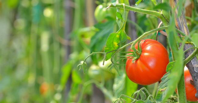 Calories dans Tomates - une Analyse des Types, Caractéristiques et des Conseils 8 votresante.club votresante.club tomate