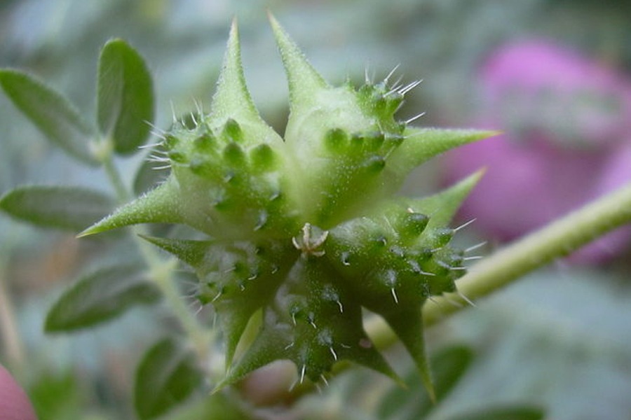 Qu'est-ce que dans un Add-on à la GH? 3 Le Tribulus Terrestris